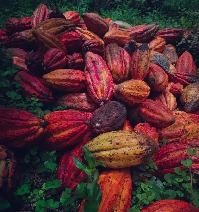 Freshly harvested cacao pods in shades of red, orange and yellow.