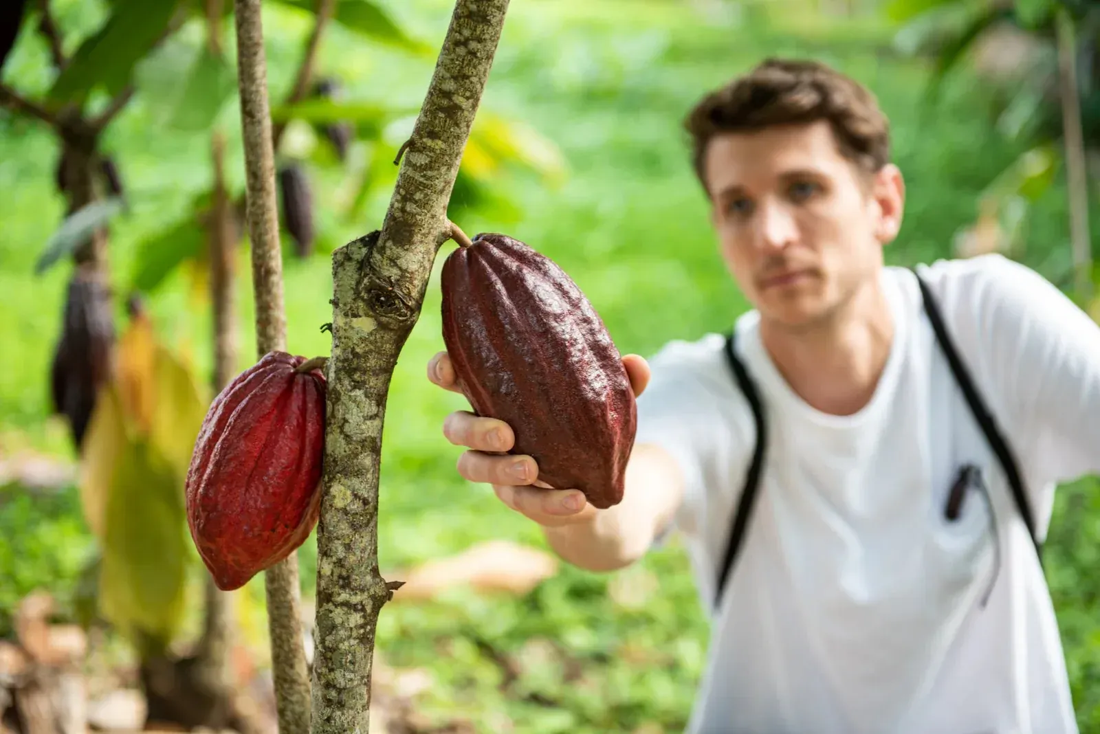 A hand holding a ripe red cacao pod on a Colombian farm.
