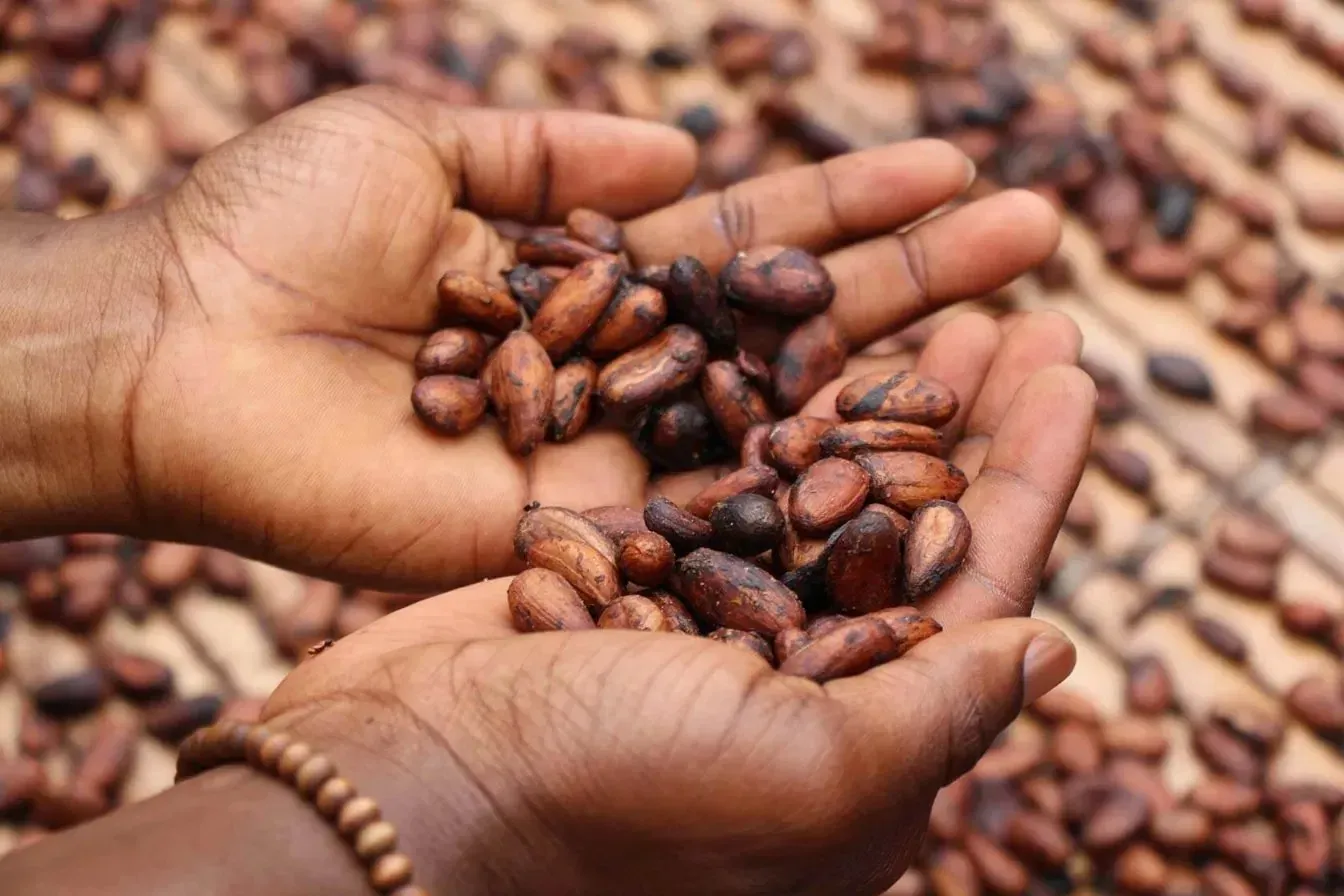 Hands holding freshly fermented raw cacao beans over a drying bed.
