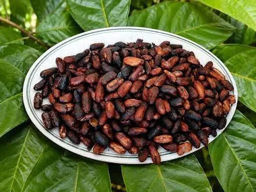Roasted cacao beans served on a plate over green leaves.